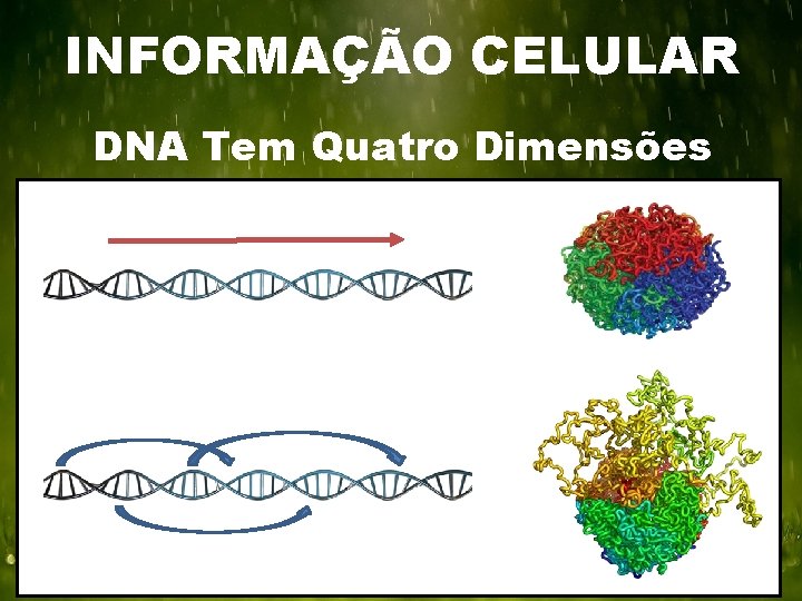 INFORMAÇÃO CELULAR DNA Tem Quatro Dimensões 