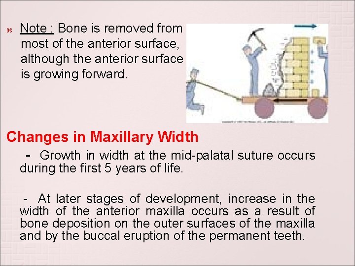  Note : Bone is removed from most of the anterior surface, although the