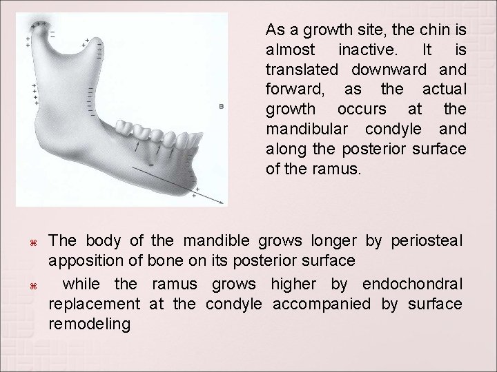 As a growth site, the chin is almost inactive. It is translated downward and As a growth site, the chin is almost inactive. It is translated downward and