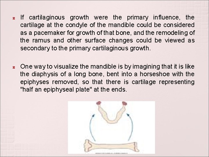 If cartilaginous growth were the primary influence, the cartilage at the condyle of If cartilaginous growth were the primary influence, the cartilage at the condyle of