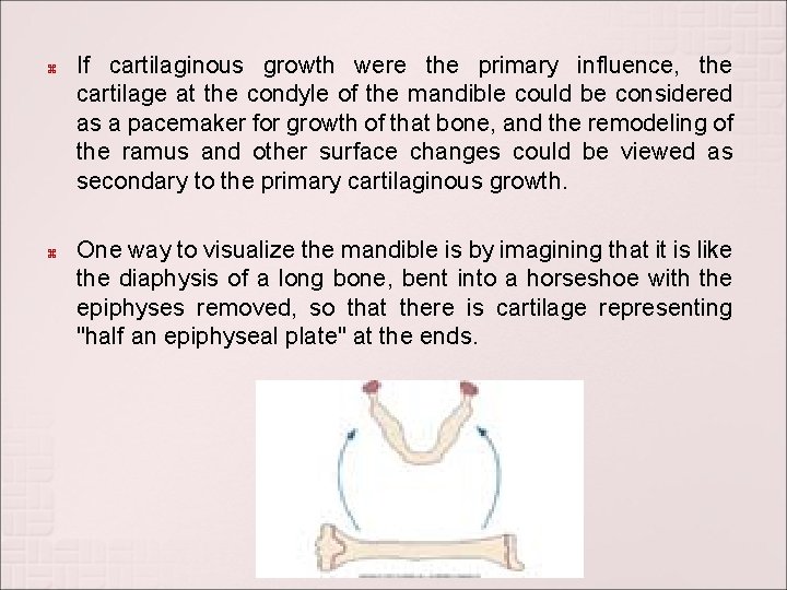  If cartilaginous growth were the primary influence, the cartilage at the condyle of