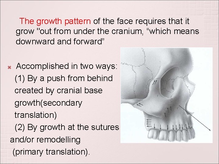 The growth pattern of the face requires that it grow "out from under the