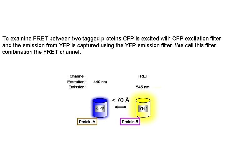 To examine FRET between two tagged proteins CFP is excited with CFP excitation filter