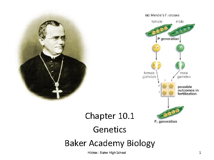 Chapter 10. 1 Genetics Baker Academy Biology Hickox: Baker High School 1 