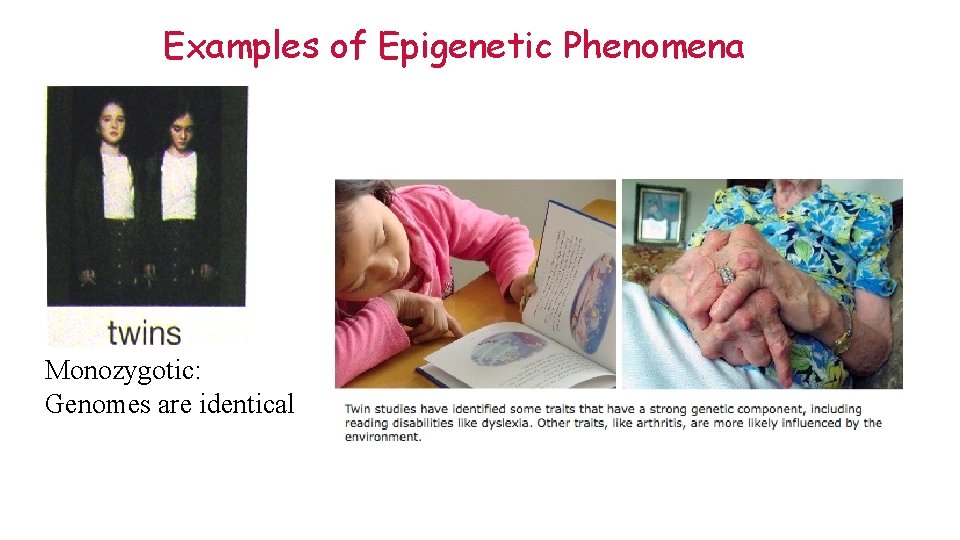 Examples of Epigenetic Phenomena Monozygotic: Genomes are identical 