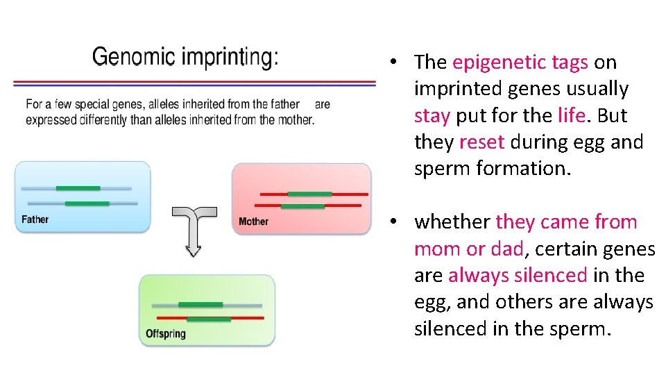  • The epigenetic tags on imprinted genes usually stay put for the life.
