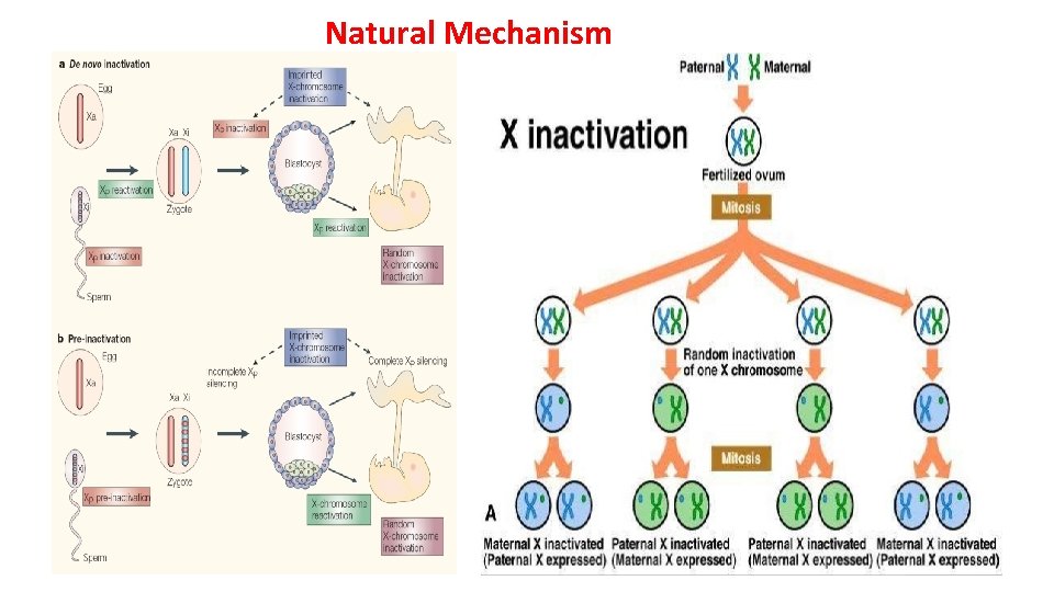 Natural Mechanism 