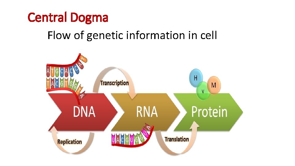 Central Dogma Flow of genetic information in cell 