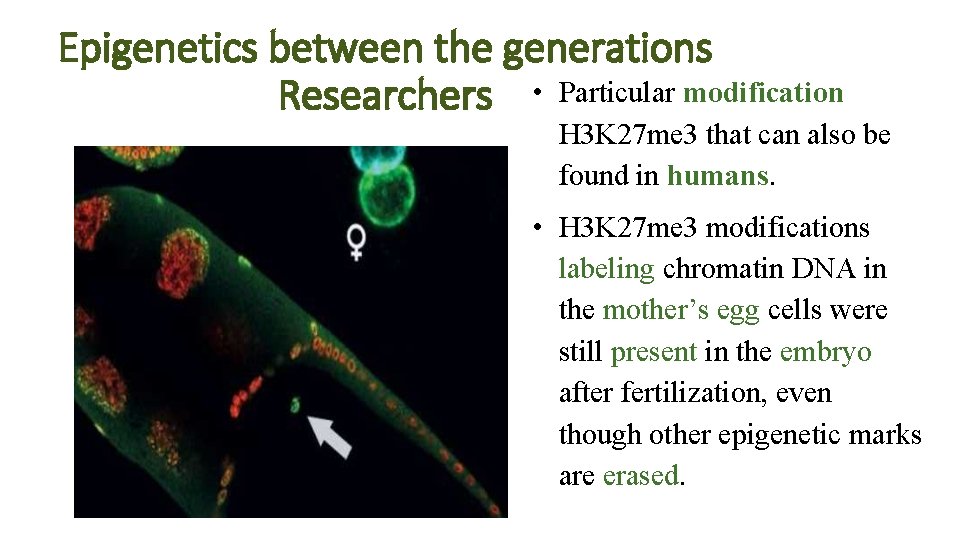 Epigenetics between the generations Researchers • Particular modification H 3 K 27 me 3