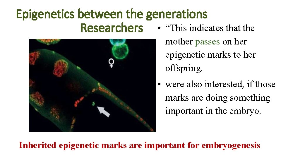 Epigenetics between the generations Researchers • “This indicates that the mother passes on her