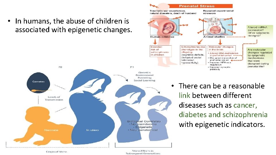  • In humans, the abuse of children is associated with epigenetic changes. •