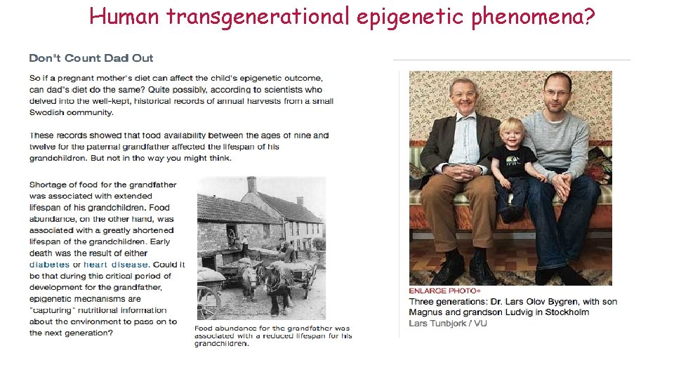 Human transgenerational epigenetic phenomena? 