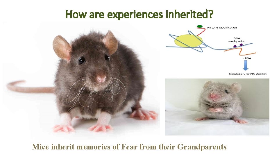 How are experiences inherited? Mice inherit memories of Fear from their Grandparents 