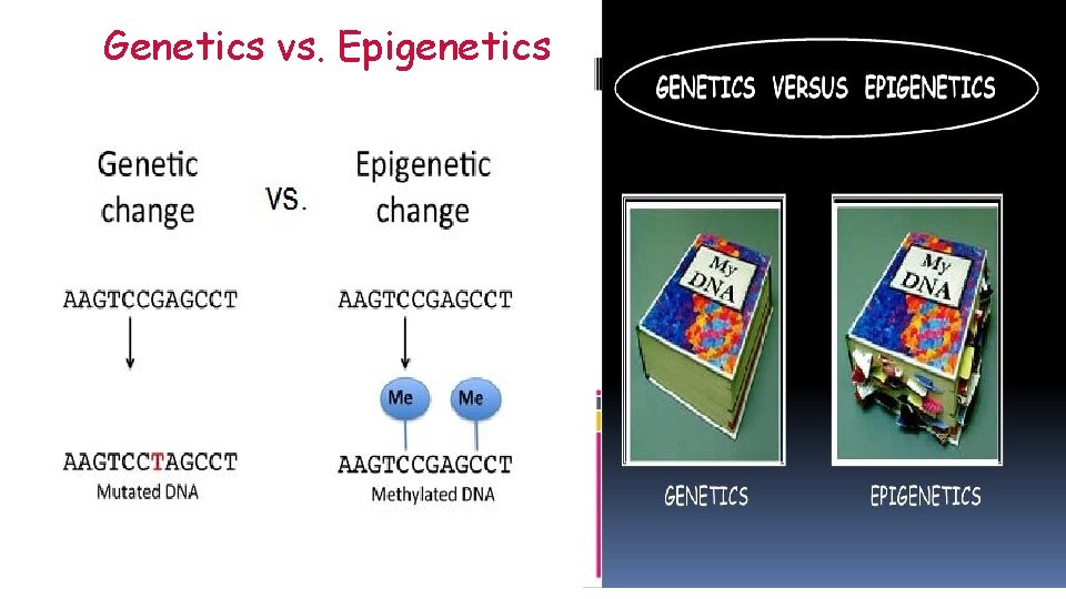 Genetics vs. Epigenetics 