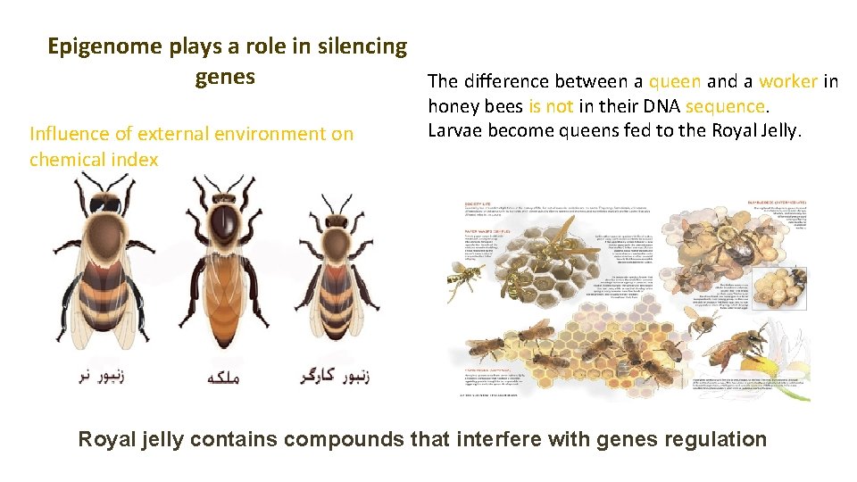  Epigenome plays a role in silencing genes Influence of external environment on chemical