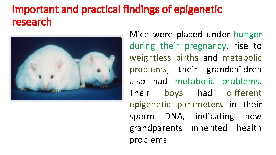 Important and practical findings of epigenetic research Mice were placed under hunger during their