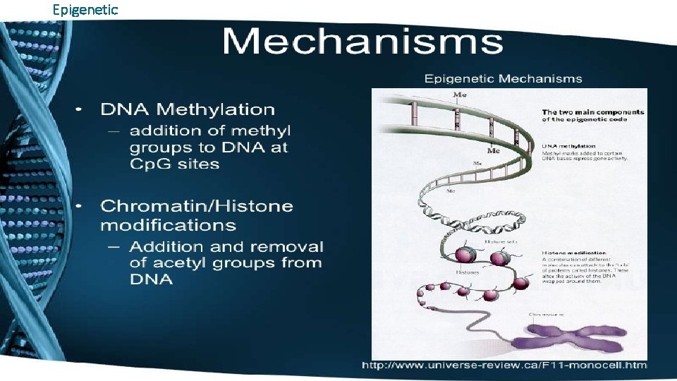 Epigenetic 