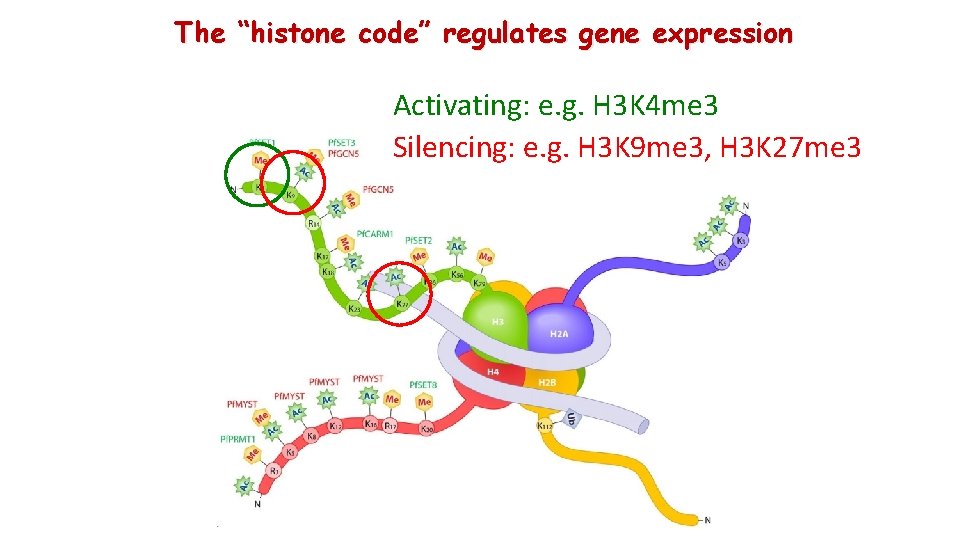 The “histone code” regulates gene expression Activating: e. g. H 3 K 4 me