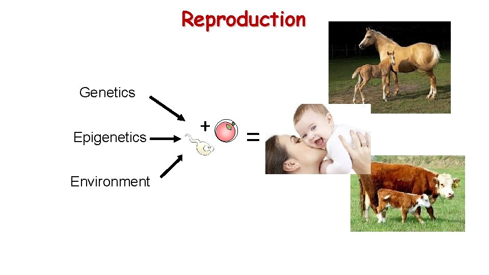 Reproduction Genetics Epigenetics Environment + = 