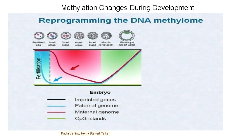 Methylation Changes During Development Paula Vertino, Henry Stewart Talks 