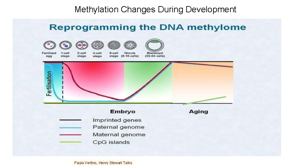 Methylation Changes During Development Paula Vertino, Henry Stewart Talks 