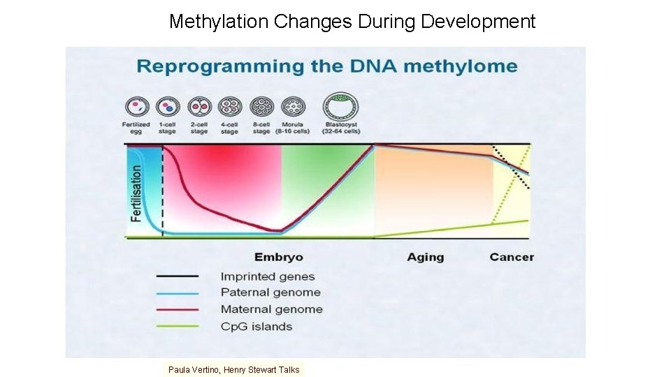 Methylation Changes During Development Paula Vertino, Henry Stewart Talks 