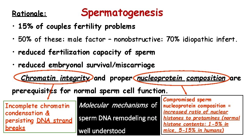 Rationale: Spermatogenesis • 15% of couples fertility problems • 50% of these: male factor