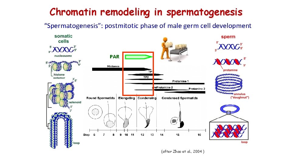 Chromatin remodeling in spermatogenesis “Spermatogenesis”: postmitotic phase of male germ cell development PAR (after