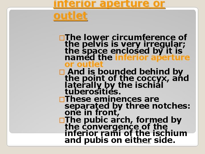 inferior aperture or outlet �The lower circumference of the pelvis is very irregular; the