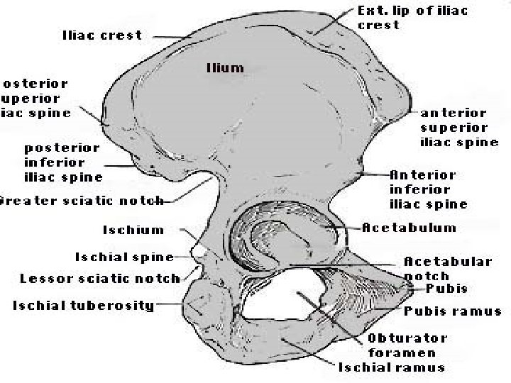 INNOMINATE BONE Dr. L. Girija 