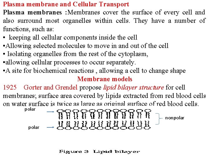 Plasma membrane and Cellular Transport Plasma membranes : Membranes cover the surface of every