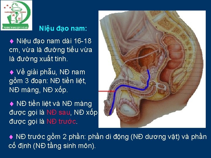 Niệu đạo nam: Niệu đạo nam dài 16 -18 cm, vừa là đường tiểu