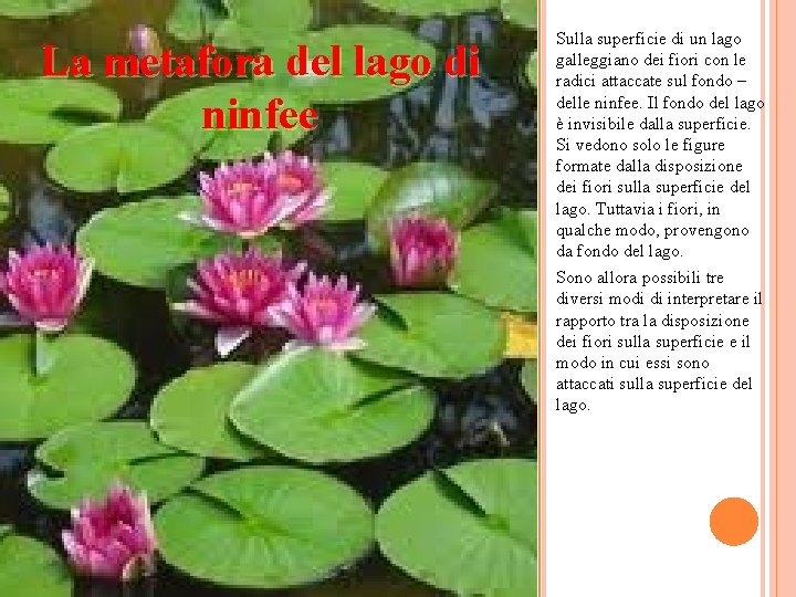 La metafora del lago di ninfee Sulla superficie di un lago galleggiano dei fiori