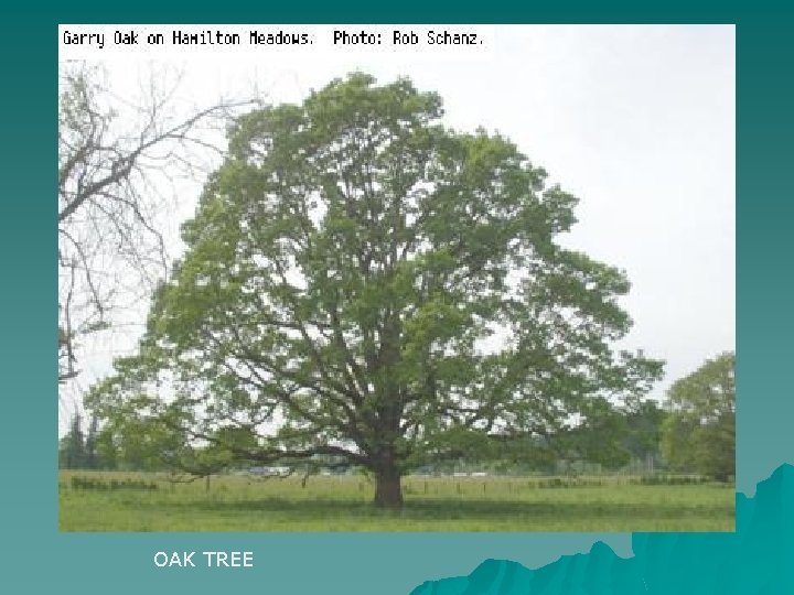 OAK TREE 