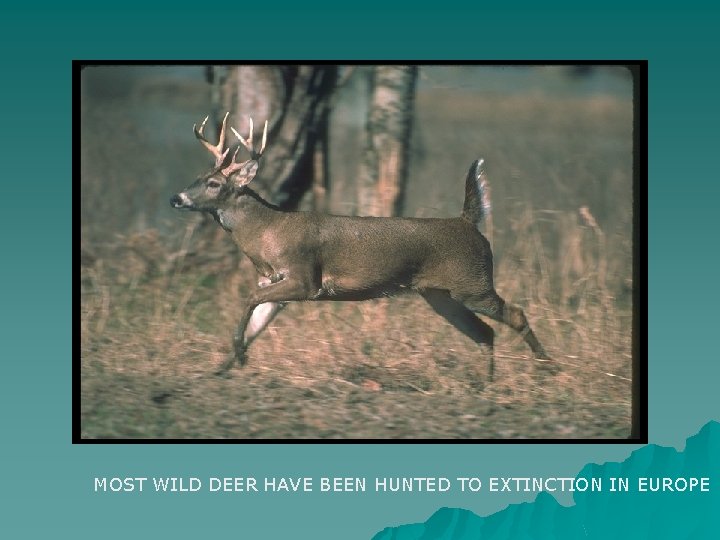 MOST WILD DEER HAVE BEEN HUNTED TO EXTINCTION IN EUROPE 