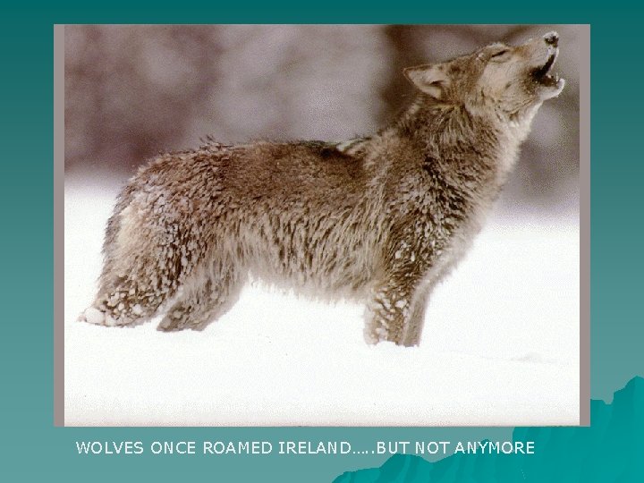 WOLVES ONCE ROAMED IRELAND…. . BUT NOT ANYMORE 