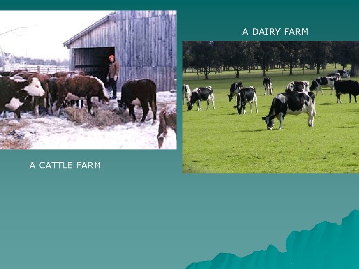 A DAIRY FARM A CATTLE FARM 