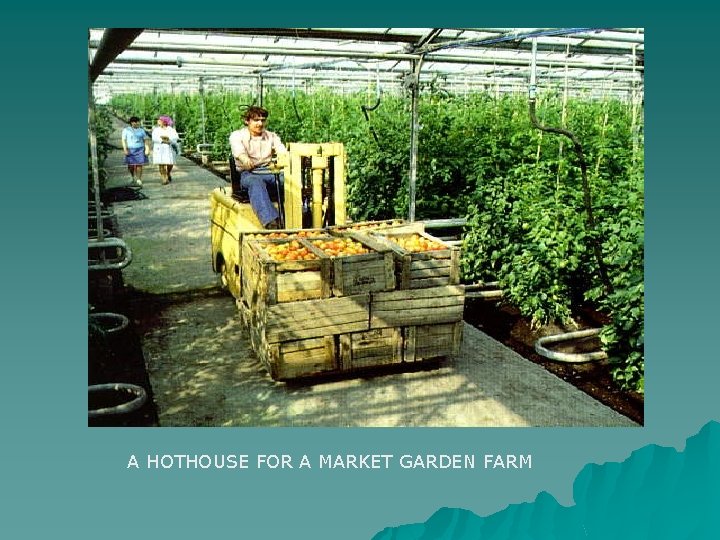 A HOTHOUSE FOR A MARKET GARDEN FARM 