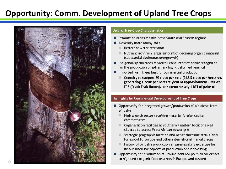 Opportunity: Comm. Development of Upland Tree Crops Upland Tree Crop Characteristics n Production areas