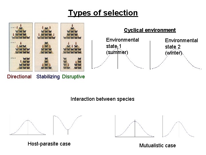 Types of selection Cyclical environment Environmental state 1 (summer) Environmental state 2 (winter) Directional