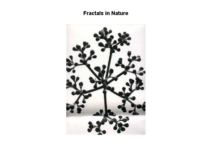 Fractals in Nature 