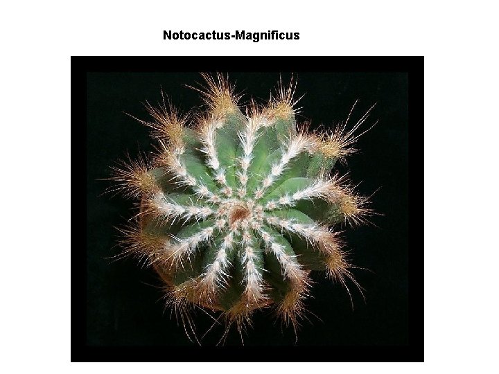 Notocactus-Magnificus 