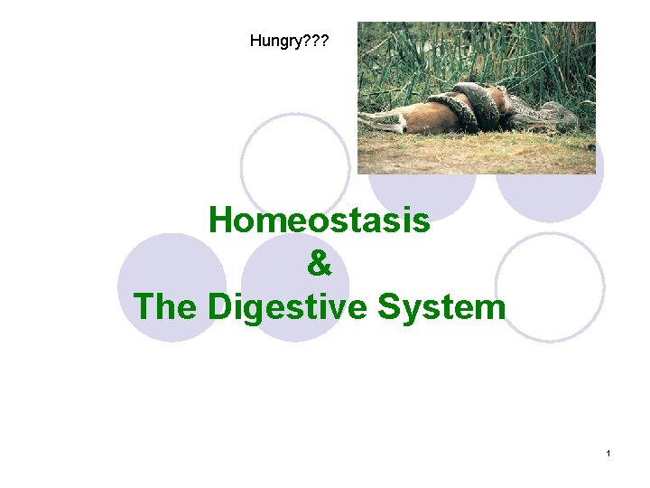 Hungry? ? ? Homeostasis & The Digestive System 1 