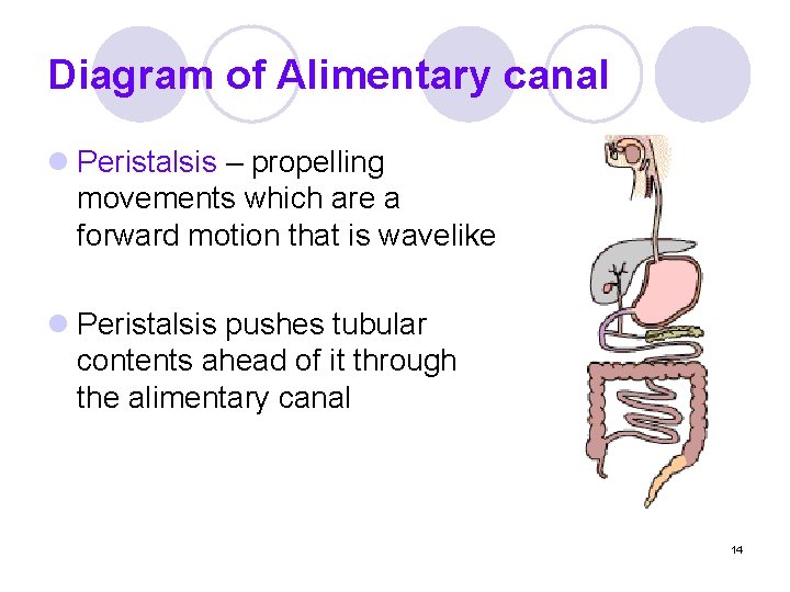 Diagram of Alimentary canal l Peristalsis – propelling movements which are a forward motion