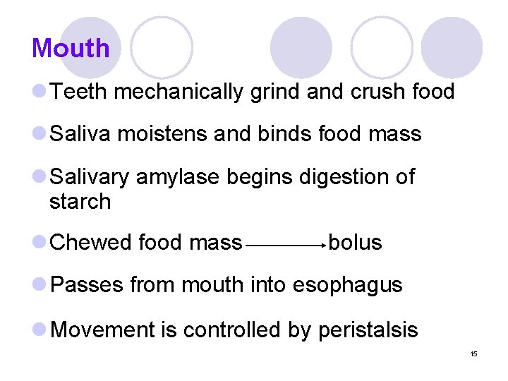 Mouth l Teeth mechanically grind and crush food l Saliva moistens and binds food