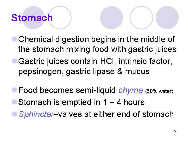 Stomach l Chemical digestion begins in the middle of the stomach mixing food with