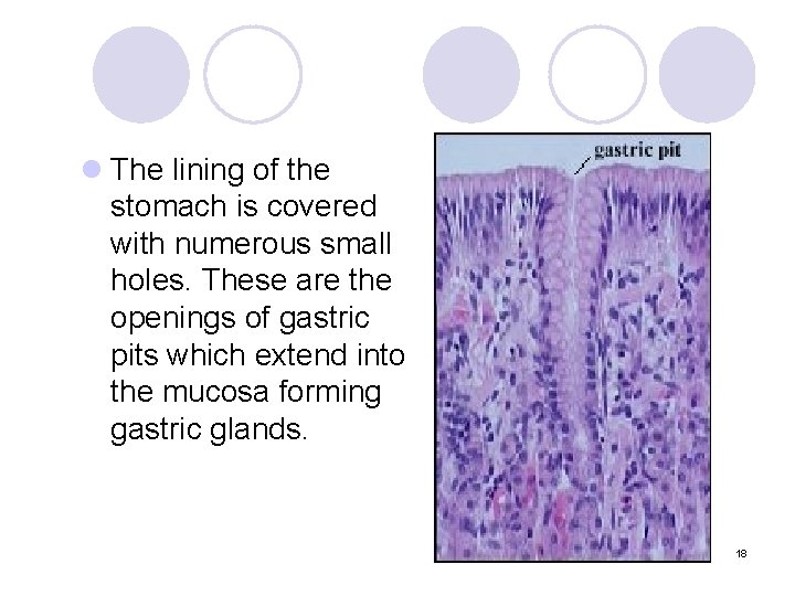 l The lining of the stomach is covered with numerous small holes. These are