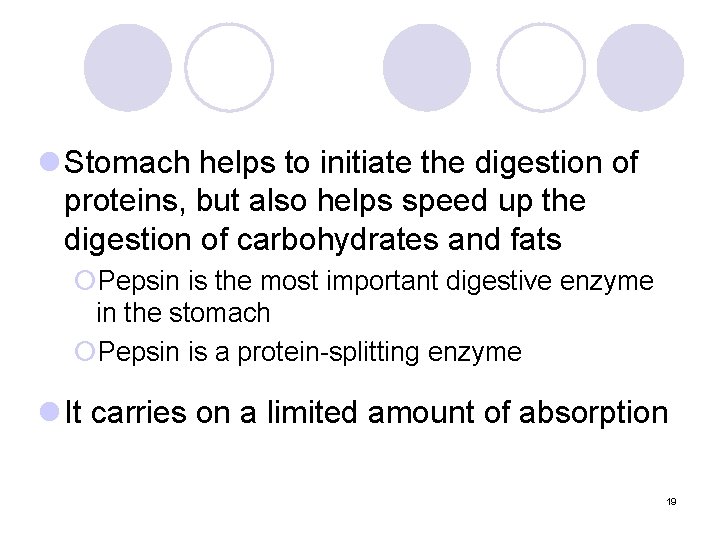 l Stomach helps to initiate the digestion of proteins, but also helps speed up