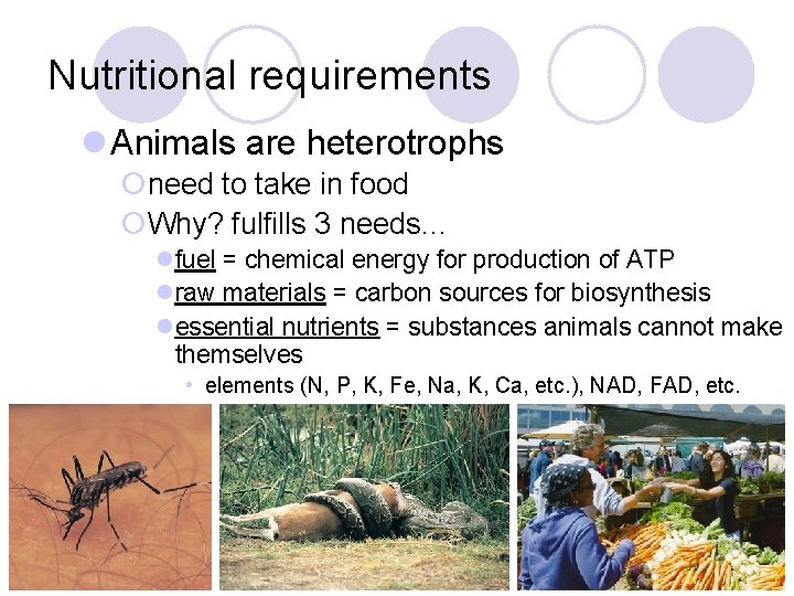 Nutritional requirements l Animals are heterotrophs ¡need to take in food ¡Why? fulfills 3