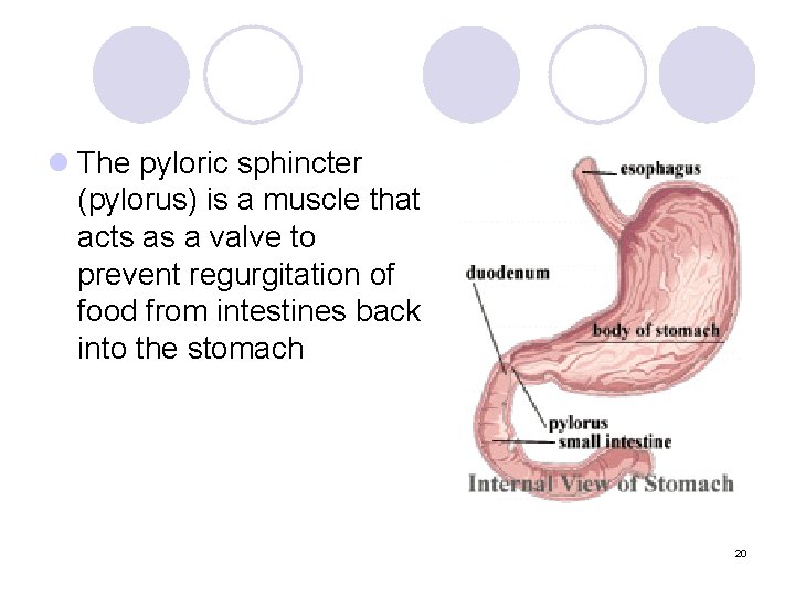 l The pyloric sphincter (pylorus) is a muscle that acts as a valve to